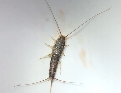 إبادة الحشرة الفضية silverfish بخصم 50%
